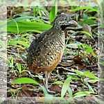 Barred Buttonquail