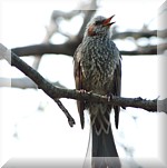 Brown-eared Bulbul