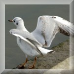 Black-headed Gull