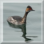 Black-necked Grebe