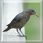 Blue Rock Thrush