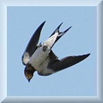 Barn Swallow