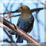 Blue-and-White Flycatcher