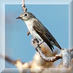 Brown Flycatcher