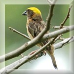 Baya Weaver