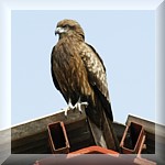 Black Kite