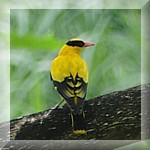 Black Naped Oriole