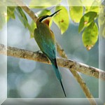 Blue Tailed Bee Eater