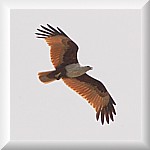 Brahminy Kite