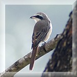 Brown Shrike