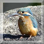 Common Kingfisher