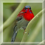 Crimson Sunbird