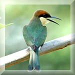 Chestnut Headed Bee Eater