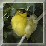 Common Iora