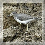 Common Sandpiper