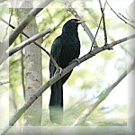 Common Koel