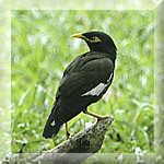 Common Myna