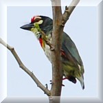 Coppersmith Barbet