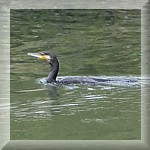 Common Cormorant