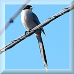 Azure-winged Magpie