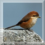 Bull-headed Shrike