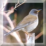 Pale Thrush