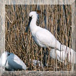 Bladk-faced Spoonbill