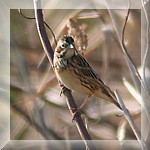 Grey-headed Bunting