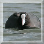 Common Coot