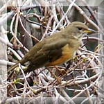 Red-bellied Thrush