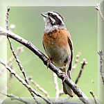 Siberian Meadow Bunting