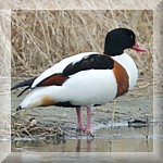 Common Shelduck