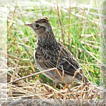 Skylark