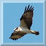 Osprey