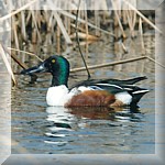 Common Shoveler