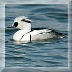 Smew