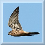 Common Kestrel