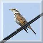 Dusky Thrush