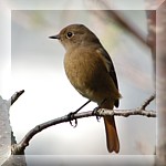 Daurian Redstart