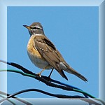 Eye-browed Thrush