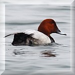 European Pochard