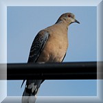 European Turtle Dove