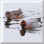 European Wigeon