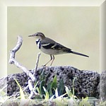 Forest Wagtail