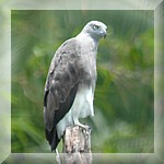 Grey Headed Fish Eagle