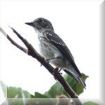 Grey-spotted Flycatcher