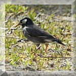 Grey Starling