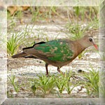 Green-Winged Pigeon