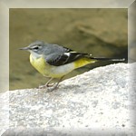 Grey Wagtail