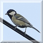 Great Tit